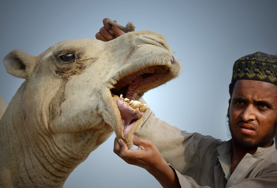 A Pakistani man checks the teeth of a camel at an animal market ahead of the Muslim festival Eid al-Adha in Peshawar. PHOTO: AFP