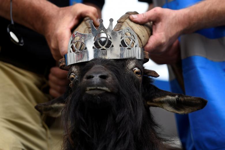 A crown is affixed to a wild goat as it is crowned King Puck and will be held on a platform above the town for three days in Killorglin, Ireland. PHOTO: REUTERS