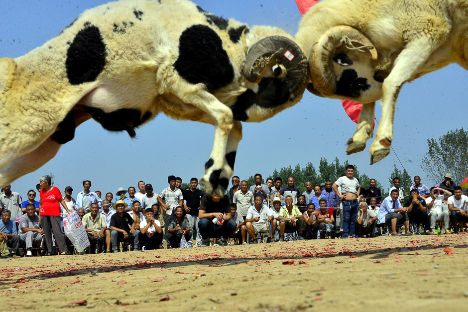 Two sheep fight as people watch during a local sheep-fighting event in a village in Liaocheng, Shandong province, China. PHOTO: REUTERS