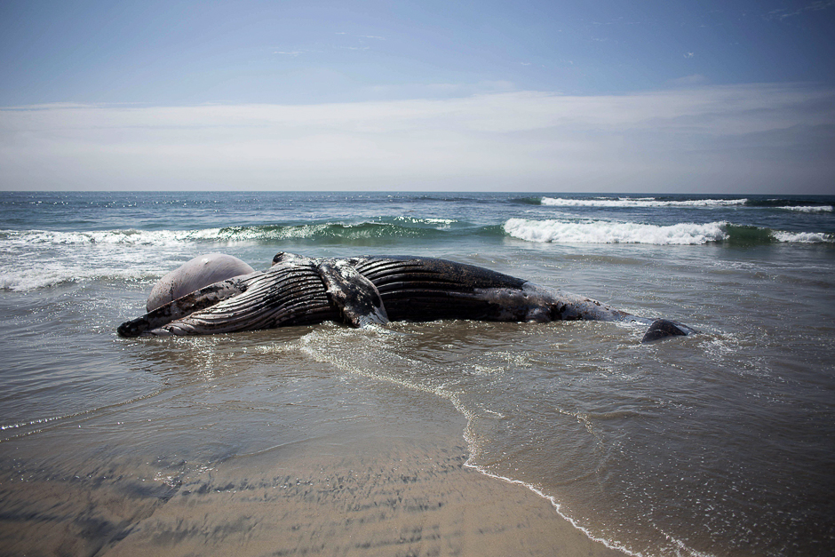 A dead grey whale (Eschrichtius robustus) washed ashore at Maria Martha beach is seen on September 12, 2017, in Rosarito, Baja California state, Northwestern Mexico. PHOTO: AFP