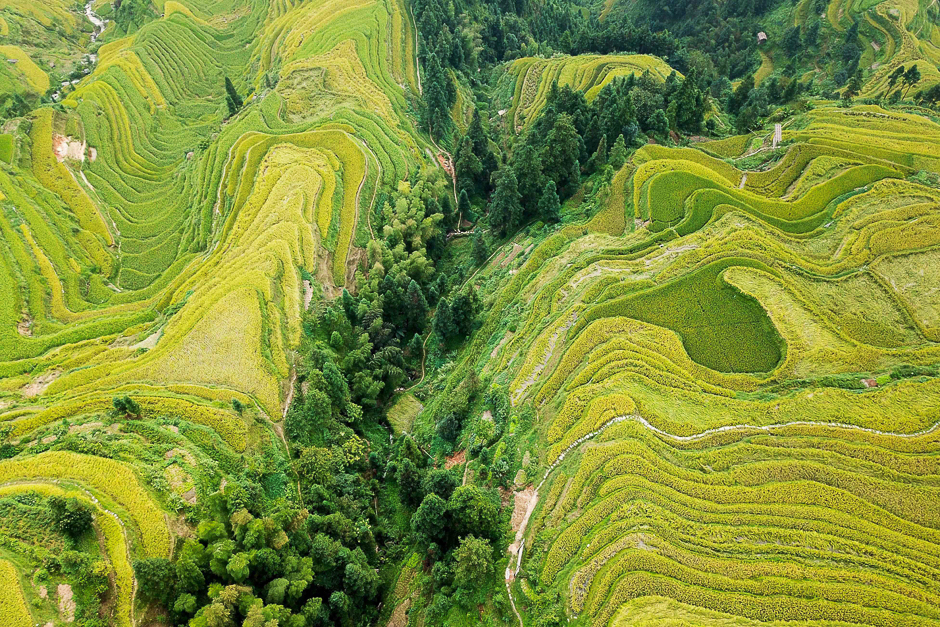 Aerial view of terraced rice fields in Jiache village in Congjiang county, China's southwestern Guizhou province. PHOTO: AFP