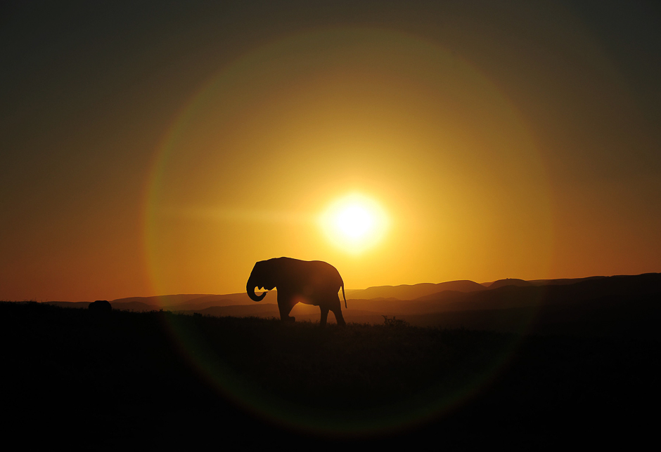 An elephant walks along at sunset in Addo Elephant Game Reserve near Port Elizabeth in South Africa. PHOTO: AFP
