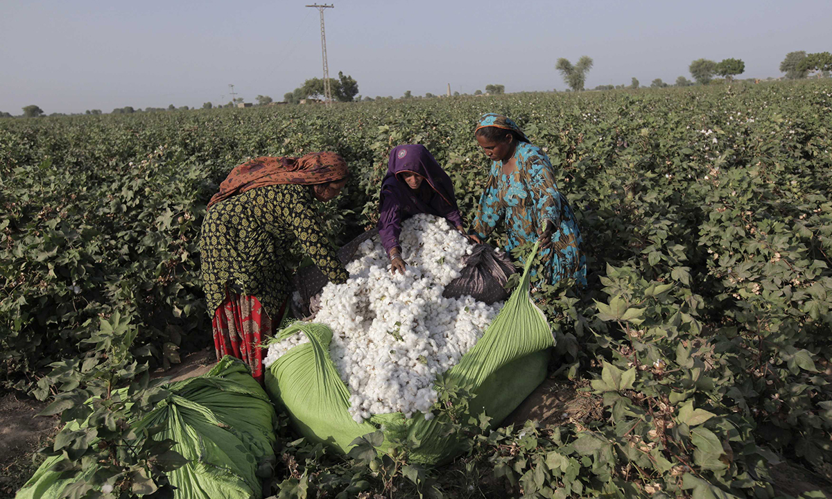 Image result for women cotton picker pakistan