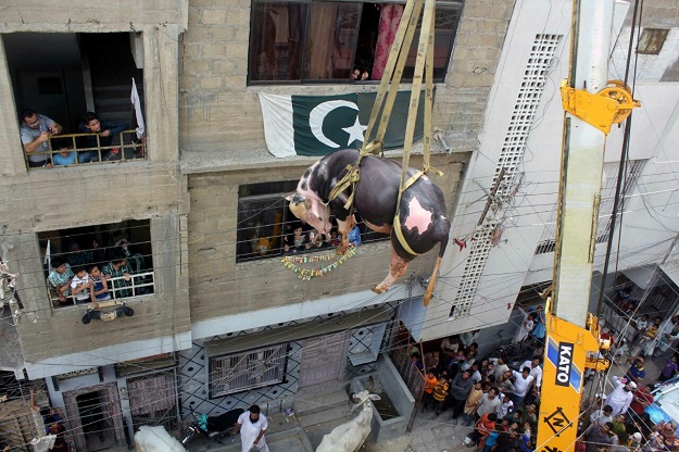 People watch as the animals are bought down  PHOTO: EXPRESS