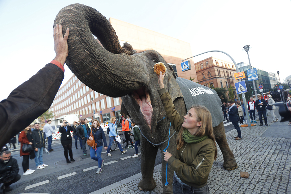 Activists protest with an elephant for plebiscites in Berlin, Germany. PHOTO: REUTERS