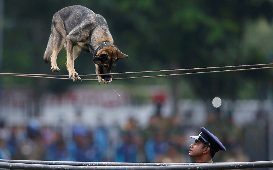A police officer commands his trained police dog to perform at a demonstration during the 151st Sri Lanka's Police anniversary in Colombo, Sri Lanka. PHOTO: REUTERS