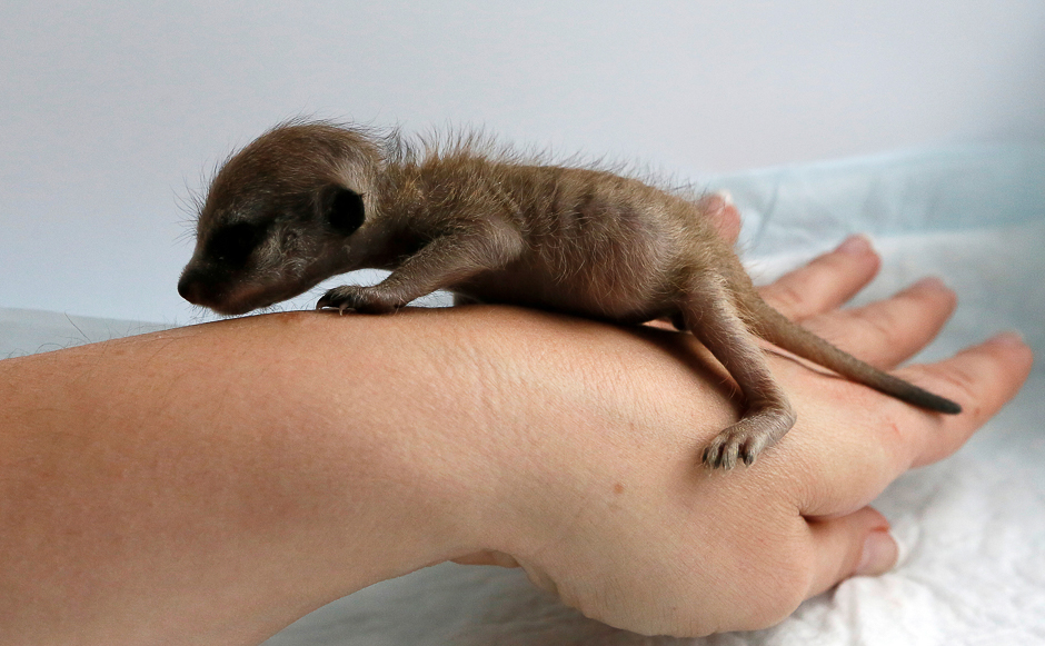 A one-week-old meerkat cub is seen on top of a zoo keeper's hand at the Royev Ruchey zoo in a suburb of the Siberian city of Krasnoyarsk, Russia. PHOTO: REUTERS