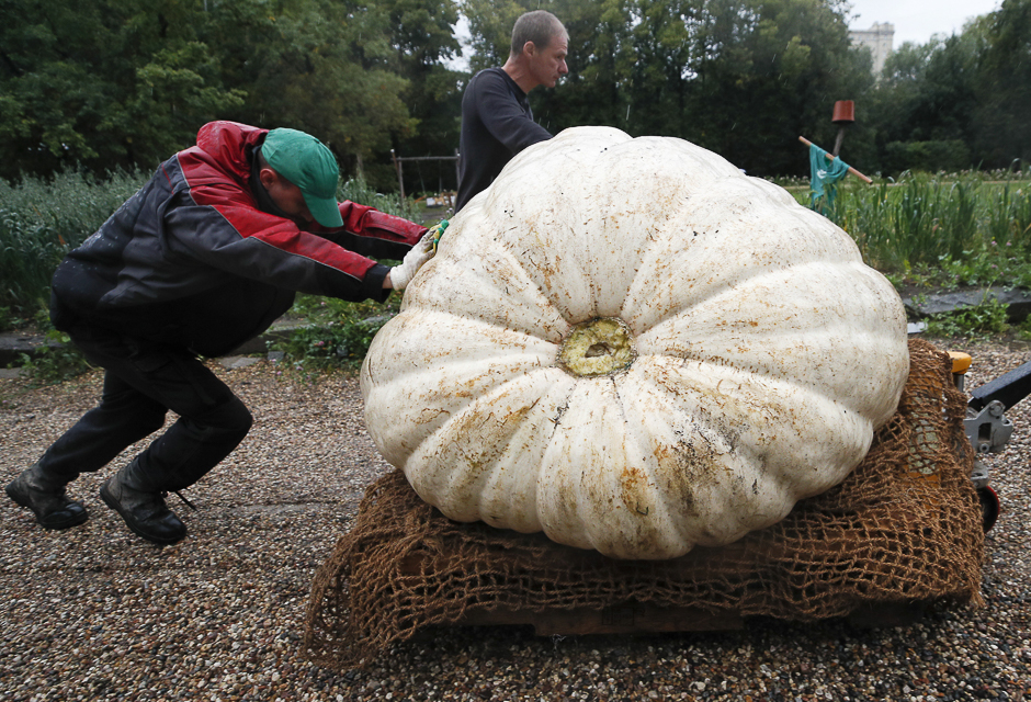 Men transport an Atlantic Giant Pumpkin, which was cultivated for about six months and currently weighs over 430 kilograms (947.99 pounds), at Moscow State University's Botanic Garden in Moscow, Russia. PHOTO: REUTERS