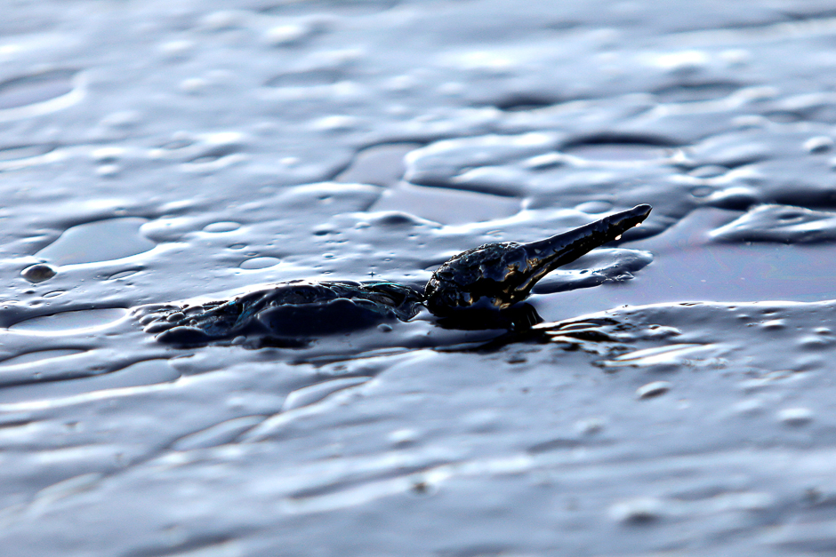 A bird covered in oil that leaked from a small oil tanker that sank on September 10, tries to stay afloat near the shores of Salamina island, Greece. PHOTO: REUTERS