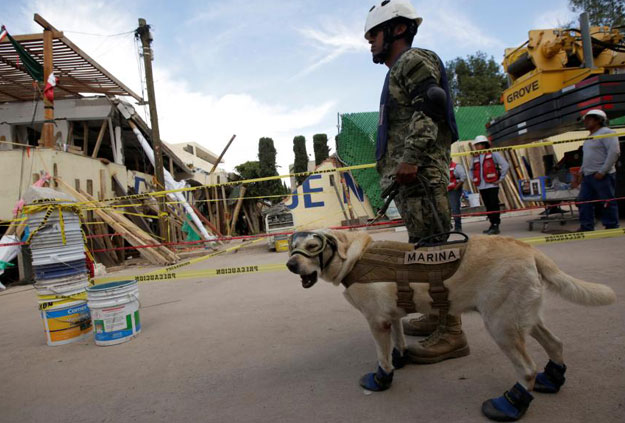 Rescue dog Frida and her handler work after an earthquake hit Mexico City, Mexico September 22, 2017. PHOTO: REUTERS