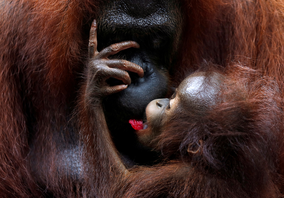 A baby orangutan eats fruit supplied by a parent at Singapore Zoo. PHOTO: REUTERS