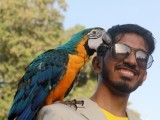 parrot-at-pet-show