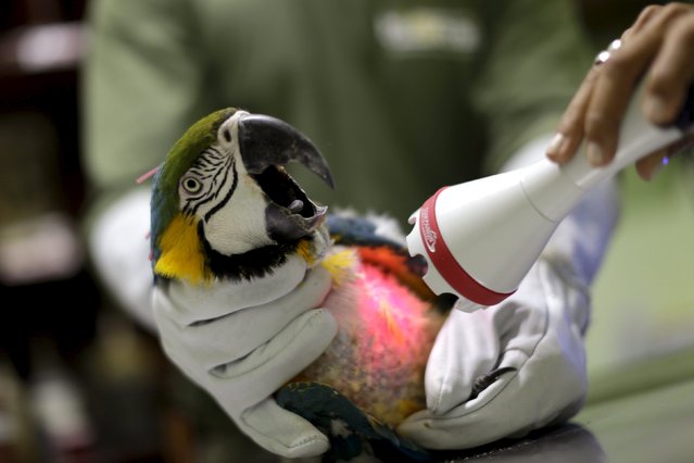 vets examine a parrot photo reuters