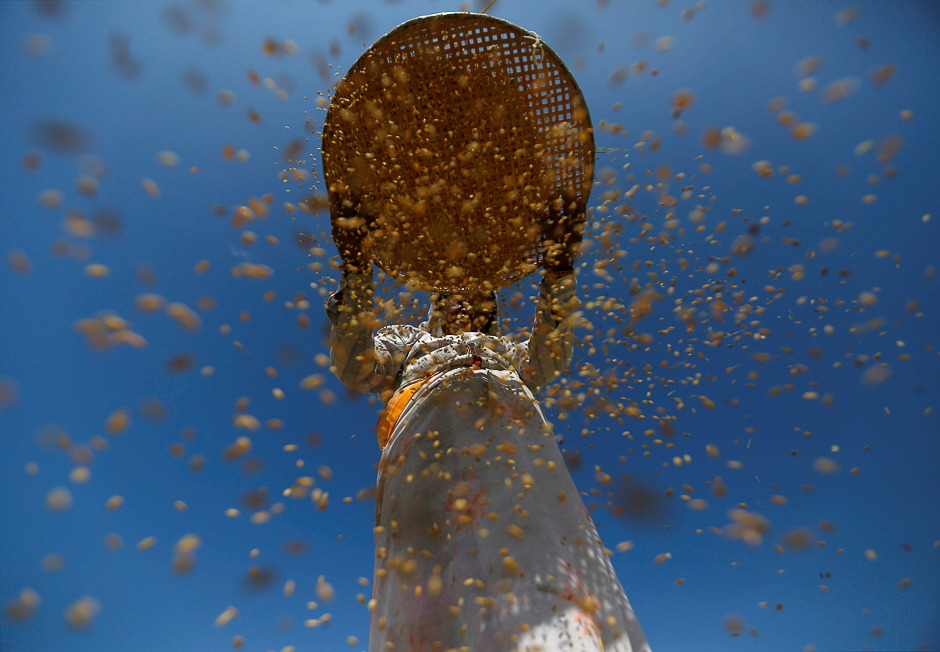 a farmer harvests rice on a field at khokana in lalitpur nepal photo reuters