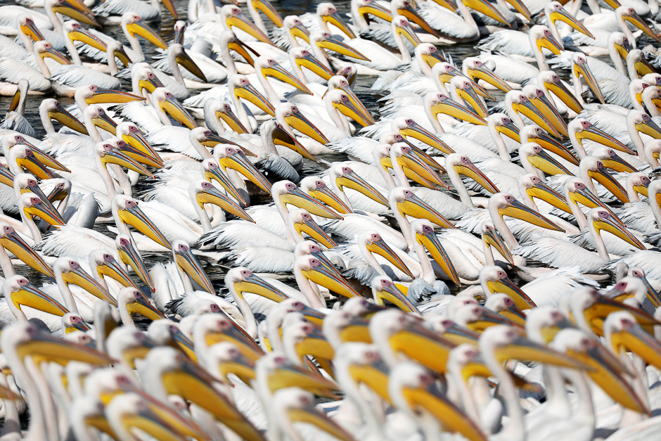 Migrating Great White pelicans rest as they are fed as part of an Israeli Agriculture Ministry funded project aiming to prevent the pelicans from feeding from commercial fish breeding pools, at a water reservoir in Mishmar Hasharon, central Israel. PHOTO: REUTERS
