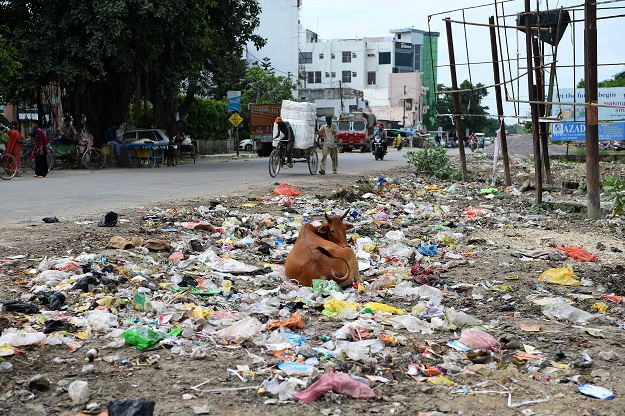 A cow lays down amongst garbage along a road in Gonda district, in the Indian state of Uttar Pradesh. PHOTO: AFP