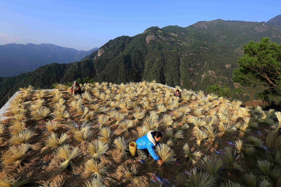 Villagers dry crops during harvest season in a village in Liuzhou, Guangxi Zhuang Autonomous Region, China. PHOTO: REUTERS