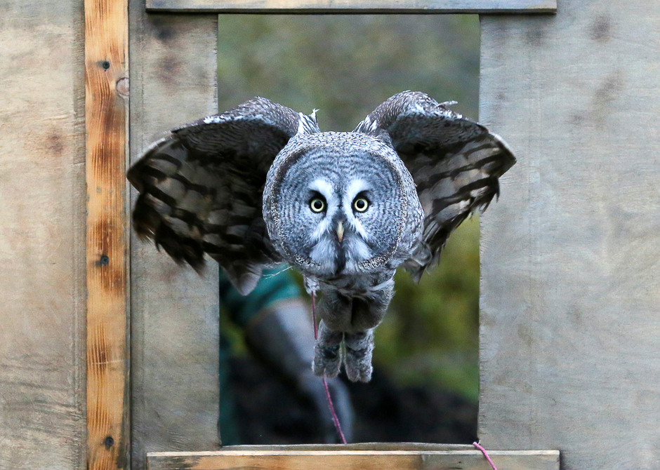 Mykh, a 1.5-year-old great gray owl, flies through a window in a suburb of the Siberian city of Krasnoyarsk, Russia. PHOTO: REUTERS