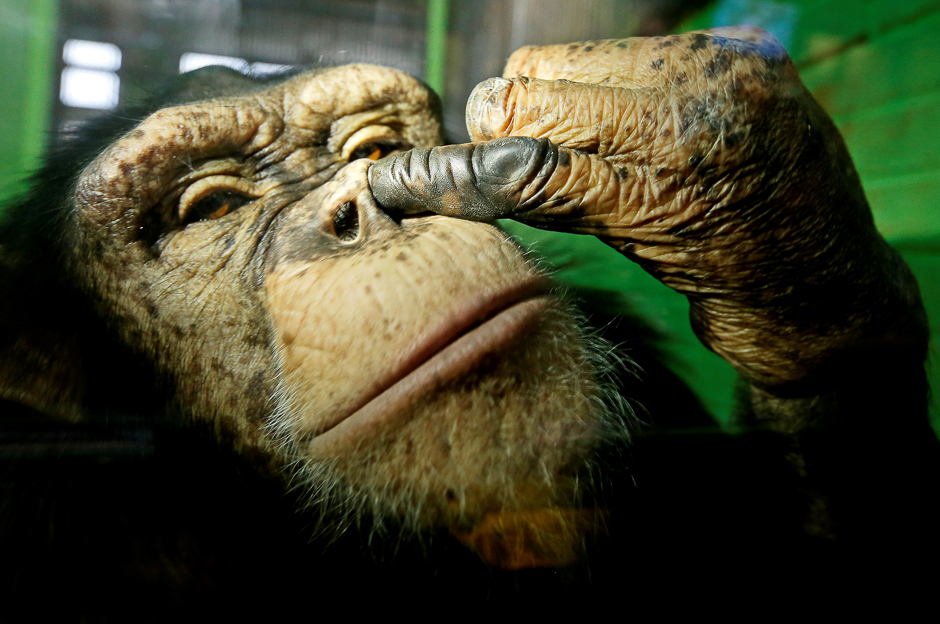 Anfisa, a twelve-year-old female chimpanzee, picks its nose at the Royev Ruchey Zoo in a suburb of the Siberian city of Krasnoyarsk, Russia. PHOTO: REUTERS