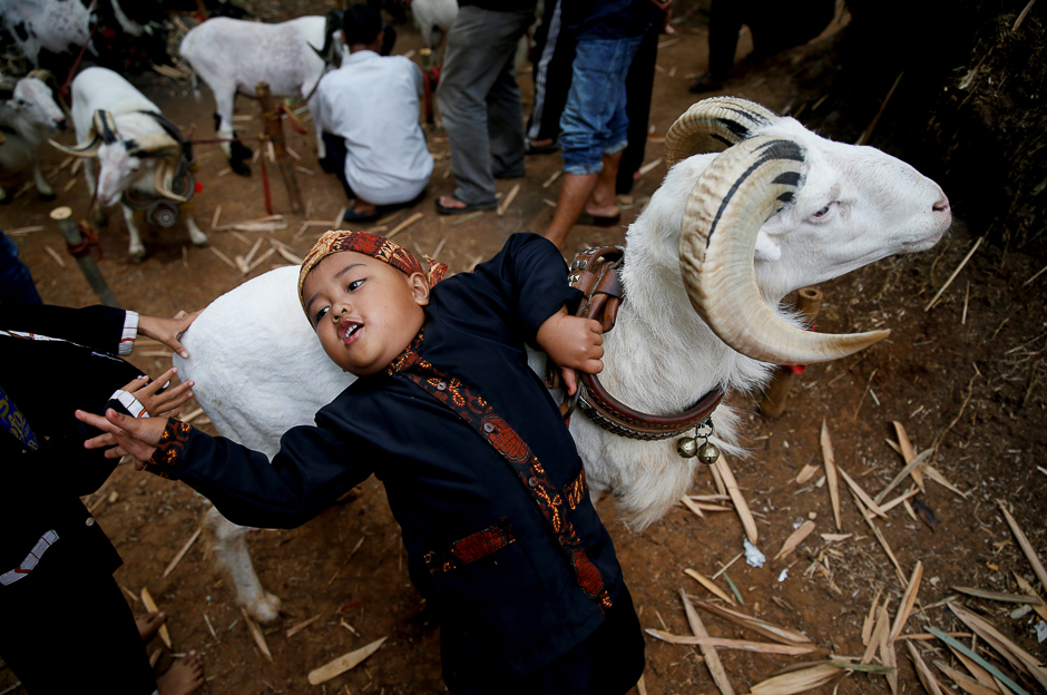 A child holds his ram during a ram fight event in Cikawao village of Majalaya, West Java province, Indonesia. PHOTO: REUTERS