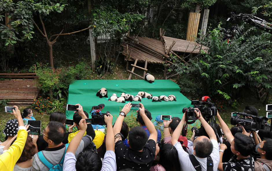 People take photos of giant pandas born in 2017, during a public appearance, at the Chengdu Research Base of Giant Panda Breeding in Chengdu, Sichuan province, China. PHOTO: REUTERS