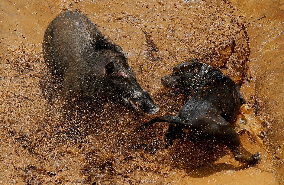 A dog and wild boar fight during a contest, known locally as 'adu bagong' (boar fighting), in Cikawao village of Majalaya, West Java province, Indonesia. PHOTO: REUTERS