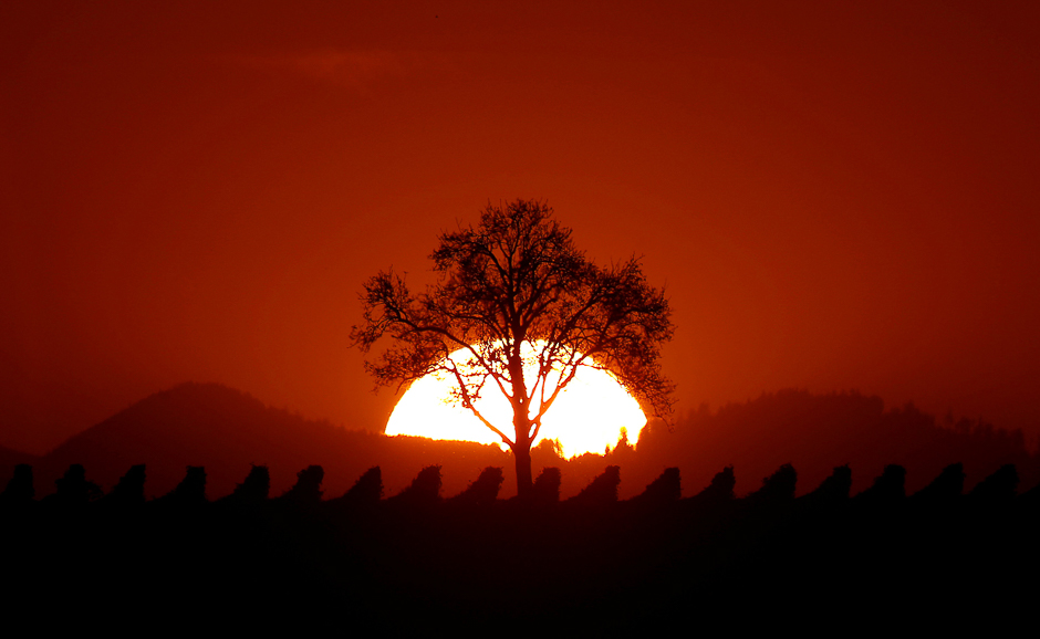 The sun sets behind a tree on a mild autumn evening in the vineyard of Osthoffen, near the Vosges mountains, outside Strasbourg, France. PHOTO: REUTERS
