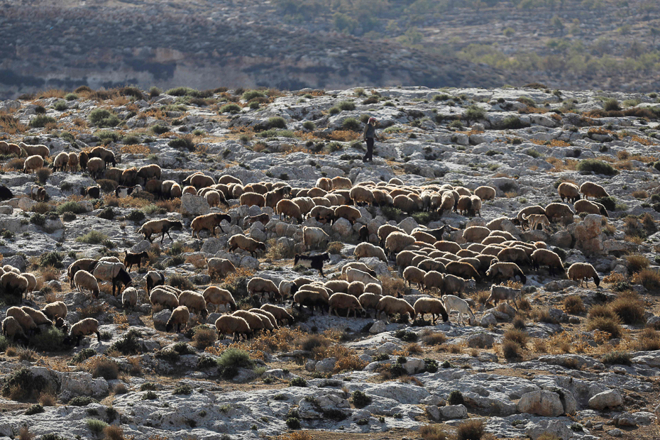 A Palestinian shepherd herds his sheep on a hill near the Palestinian village of Duma in the West Bank. PHOTO: AFP