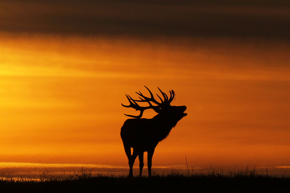 A buck silhouetted at sunset bellows near the village of Gorodilovichi, some 300 kilometres north of Minsk. PHOTO: AFP