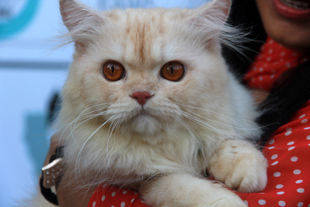 A one-year-and-two-month-old cat, Simba, at the pet show. PHOTO: ATHAR KHAN