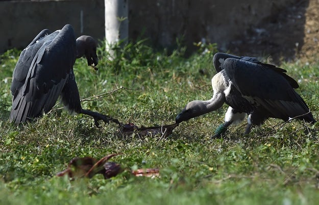 White-backed vultures eating meat in their enclosure at the Vulture Conservation Centre run by World Wide Fund for Nature-Pakistan (WWF-P) in Changa Manga, about 80km from Lahore. PHOTO: AFP