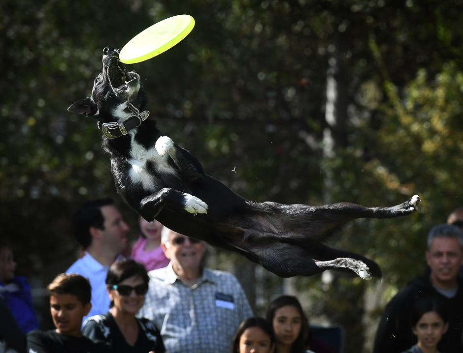 Dog Jett catches a frisbee during Disc Dogs event, at the Woofstock 90210 dog show in Beverly Hills, California. PHOTO: