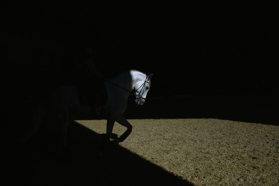 A horse is pictured before an exhibition at the Sicab 2017 International Horse fair in Sevilla. PHOTO: AFP