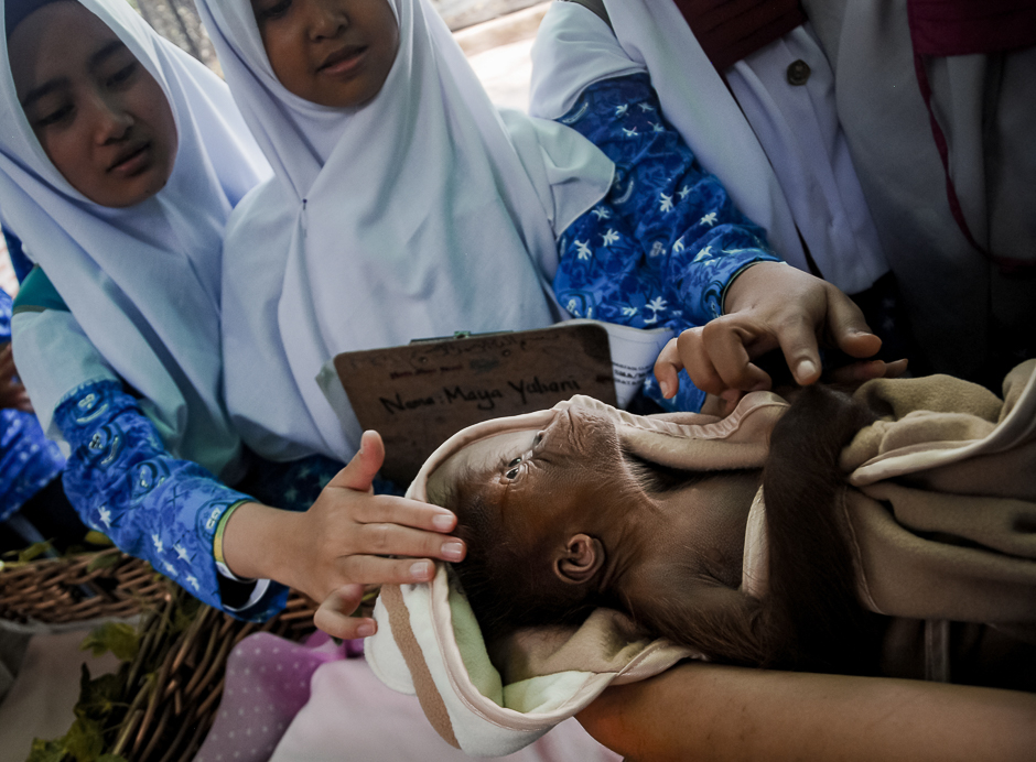 A 56-days-old female orangutan baby (pongo pygmaeus), named as Cinta Lestari (Forever Love), is interacting with zoo visitors for the first time in Bandung, West Java. PHOTO: AFP