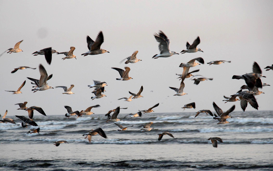 Migratory birds fly over the beach in Karachi. PHOTO: ONLINE