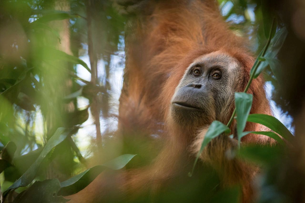 Pongo tapanuliensis, identified as a new species of orangutan, is shown on the island of Sumatra where a small population inhabit its Batag Toru forest, according to researchers, Sumatra, Indonesia. PHOTO: REUTERS