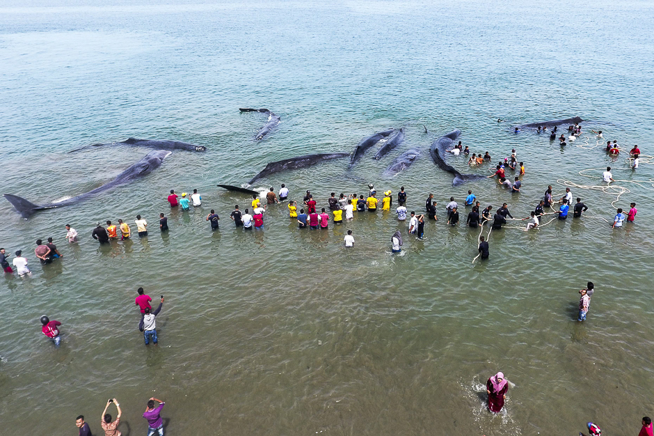 This general picture taken by a drone camera shows Indonesian officers from Nature Conservation Agency (BKSDA) and environmental activists trying to refloat nine stranded sperm whales in Aceh Besar. PHOTO: AFP