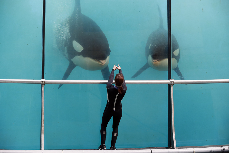 This file photo shows an employee training orcas in a pool water of the Marineland theme park on the French riviera city of Antibes, southeastern France. PHOTO: AFP