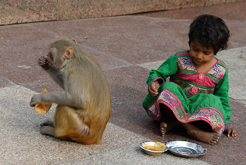 A macaque monkey eats food after stealing it from an Indian child outside a temple in New Delhi. PHOTO: AFP