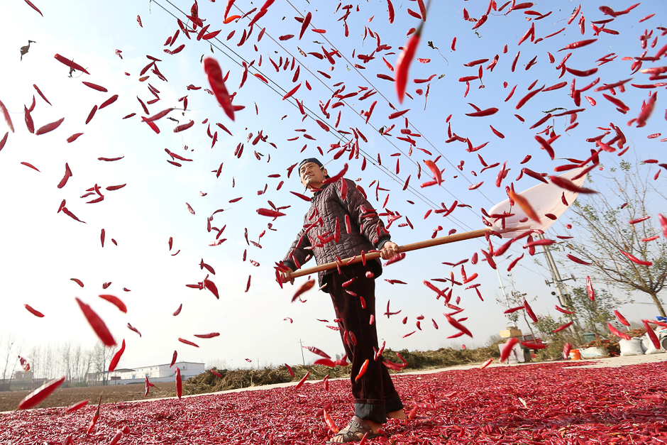 A farmer spreads red chili to dry at a village in Huaibei, Anhui province, China. PHOTO: REUTERS