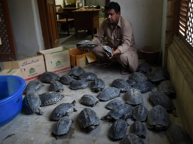The turtles are being illegally exported to China, Taiwan, Vietnam and other Asian countries, as they are eaten or used for medicinal purposes and in the preparation of artificial jewellery. PHOTO: FILE