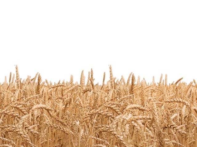 Early wheat sowing ‘delivers best yield’ | The Express Tribune