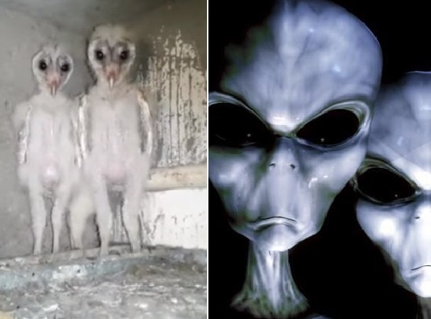 Barn Owls Mistaken For Aliens In India S Visakhapatnam The