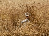a-farmer-harvests-wheat-on-farmland-outside-lahore-pakistan-photo-reuters-2-2-2-2-2-2-2