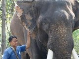 thailand-elephant-animal-tourism_114b9bd0-d41a-11e7-a032-ea4e291afd66