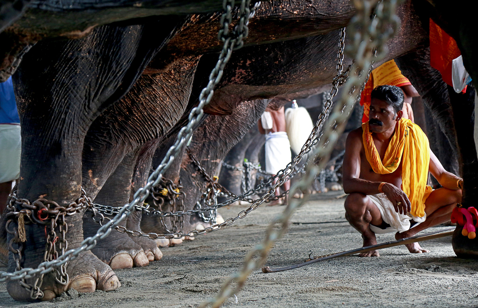 A mahout guards the elephants during the annual Vrischikolsavam festival, which features a colourful procession of decorated elephants along with drum concerts, at a temple in Kochi, India,. PHOTO: REUTERS