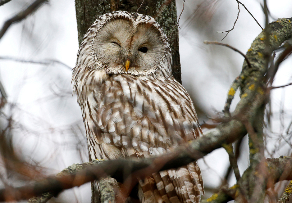 Ural owl (strix uralensis), which is included in Belarus national red data book of endangered birds and animals, rests on a tree branch in Minsk, Belarus. PHOTO: REUTERS
