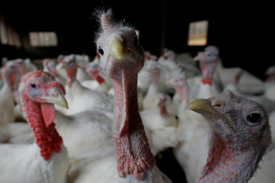 Turkeys stand in their barn at Seven Acres Farm, one day before the Thanksgiving holiday in North Reading, Massachusetts, US. PHOTO: REUTERS
