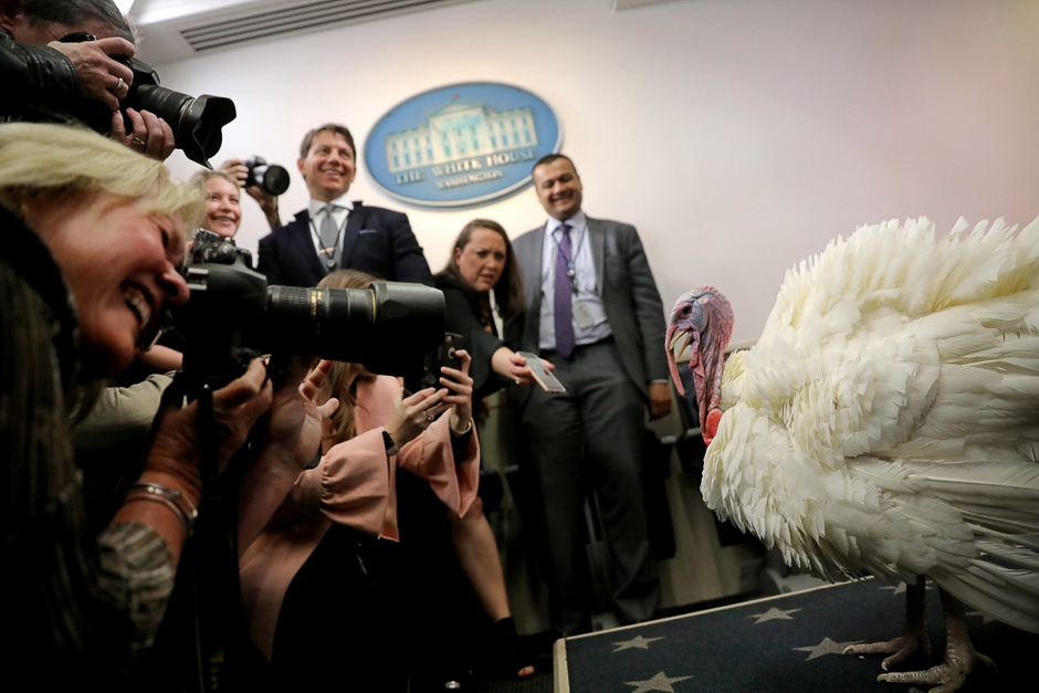 Wishbone, a twenty-eight pounds turkey is presented to members of the press before US. President Donald Trump participates in annual National Thanksgiving Turkey pardoning ceremony, Washington, US. PHOTO: REUTERS