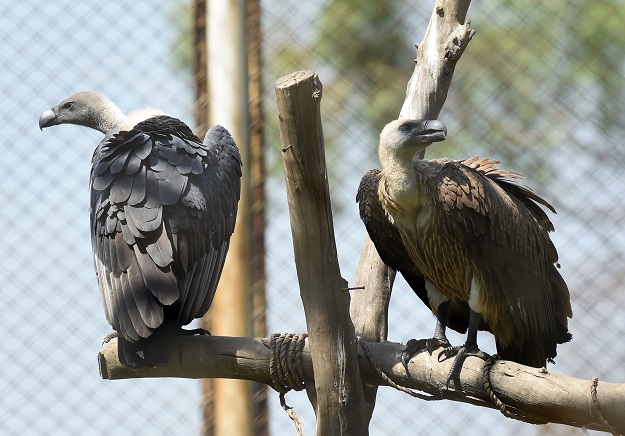 White-backed vultures in their enclosure at the Vulture Conservation Centre run by World Wide Fund for Nature-Pakistan (WWF-P) in Changa Manga, about 80km from Lahore. PHOTO: AFP